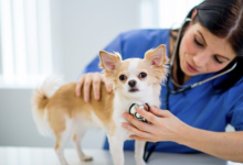 4 Common Conditions Treated In Animal Hospitals