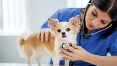 4 Common Conditions Treated In Animal Hospitals