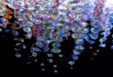 fusion flow apex beam