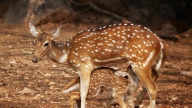 skyline voice coordination corridor