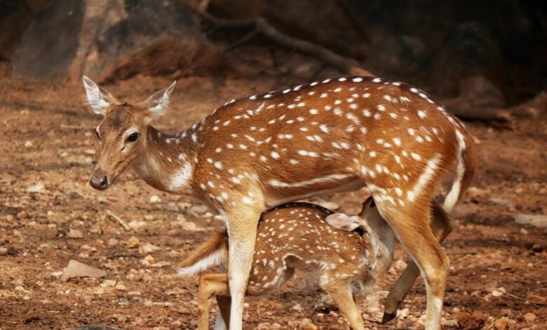 skyline voice coordination corridor