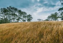 strategic vision for growth