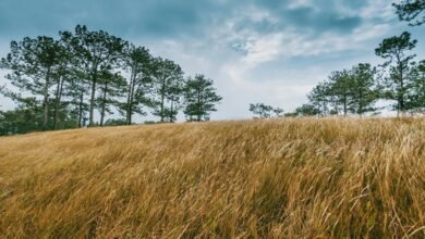 strategic vision for growth