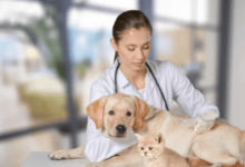 The Role of Animal Hospitals in Driving Veterinary Medical Research