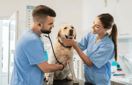 The Role of Animal Hospitals in Driving Veterinary Medical Research
